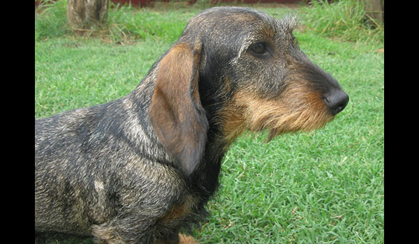 Isabel Pic